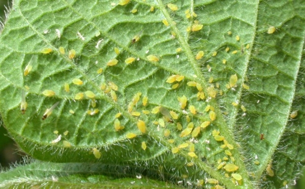 Обрабатываем огород в сентябре и избавляемся от тли навсегда