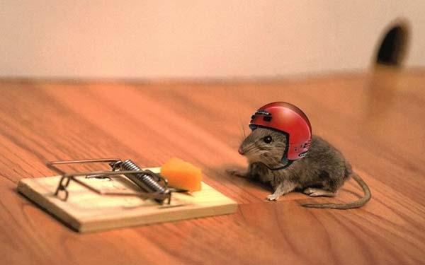 Чем опасны мыши и как их прогнать с дачи: проверенные методы борьбы с вредителями Чем опасны мыши и как их прогнать с дачи: проверенные методы борьбы с вредителями