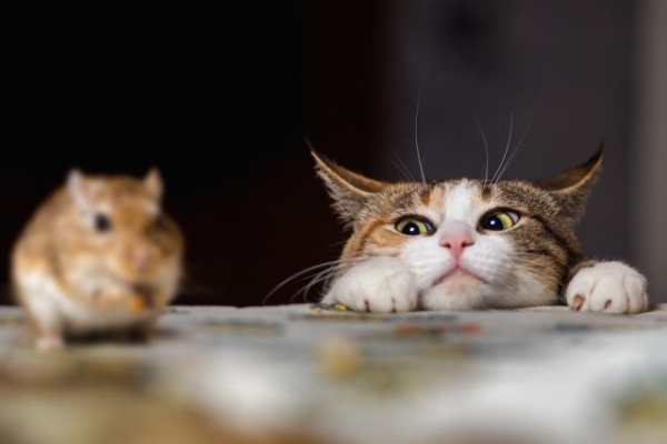 Чем опасны мыши и как их прогнать с дачи: проверенные методы борьбы с вредителями Чем опасны мыши и как их прогнать с дачи: проверенные методы борьбы с вредителями