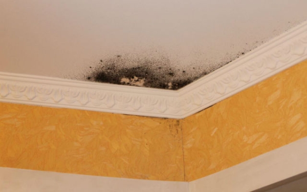 Долой плесень: как легко и просто очистить от нее подоконник и потолок Долой плесень: как легко и просто очистить от нее подоконник и потолок