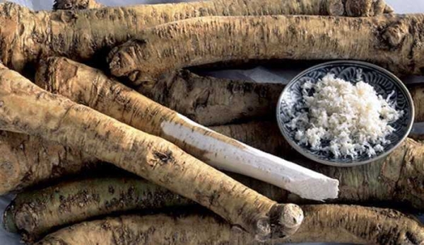 Практические советы, как сохранить корень хрена на зиму в квартире и доме Практические советы, как сохранить корень хрена на зиму в квартире и доме