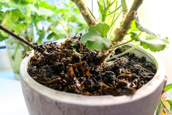 Как устранить неприятные запахи и зачем класть чайные пакетики в холодильник Как устранить неприятные запахи и зачем класть чайные пакетики в холодильник