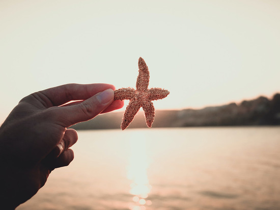 Российские ученые ищут у морской звезды «человеческий» нейромодулятор