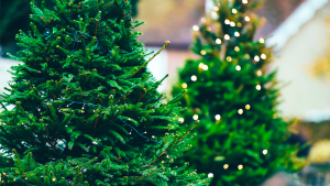 Новогодняя ель и сосна смогут сохранить свежесть надолго, если добавить аспирин