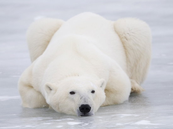 Белые медведи на острове Врангеля погрызли беспилотник «Орлан»