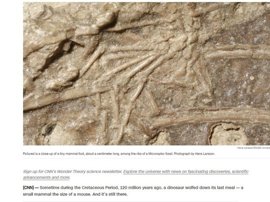 Найдены редкие доказательства того, что динозавры питались млекопитающими