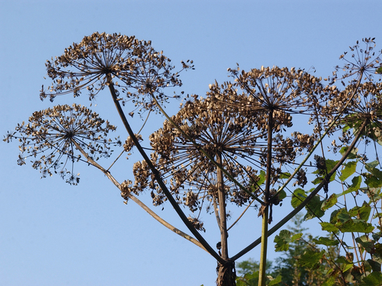 Российские ученые разработала средство от радионуклидов на основе борщевика