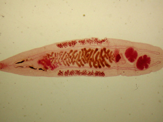 Неожиданная разработка российских ученых: паразита печени «обучают» заживлять раны