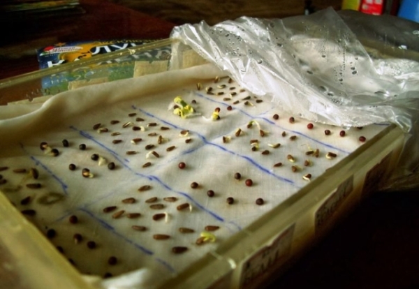 Как увеличить всхожесть семян, используя проверенные способы