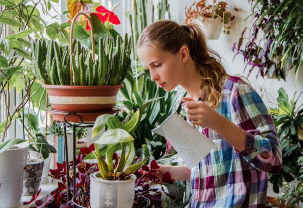 Зачем нужно поить розы водкой, и как продлить жизнь букету цветов Зачем нужно поить розы водкой, и как продлить жизнь букету цветов