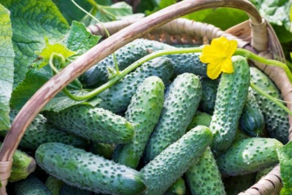 Как получить хороший урожай огурцов: создание оптимальных условий и секретные средства Как получить хороший урожай огурцов: создание оптимальных условий и секретные средства