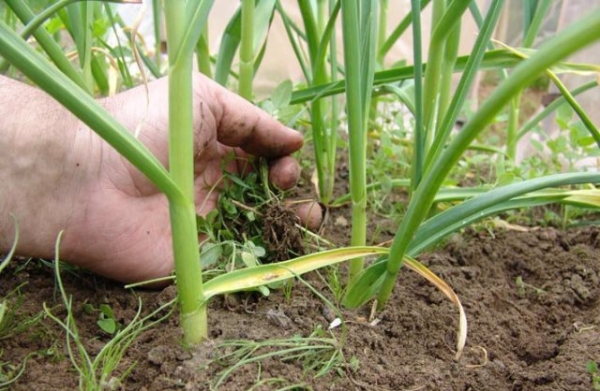Как правильно ухаживать в апреле и мае 2023 года за озимым чесноком и луком Как правильно ухаживать в апреле и мае 2023 года за озимым чесноком и луком