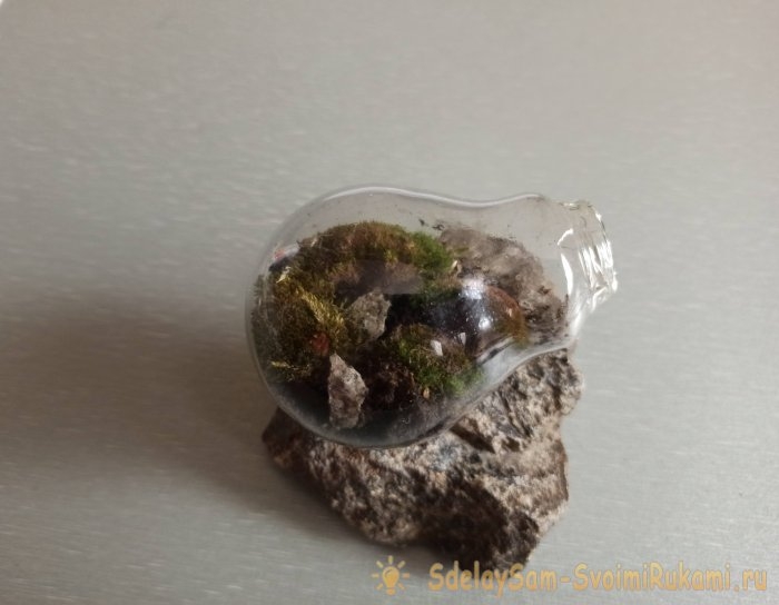Как сделать террариум в лампочке Как сделать террариум в лампочке