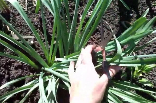 Как сохранить луковицы нарциссов и обеспечить за ними правильный уход после цветения Как сохранить луковицы нарциссов и обеспечить за ними правильный уход после цветения