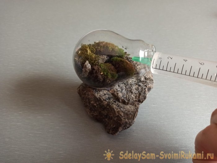 Как сделать террариум в лампочке Как сделать террариум в лампочке