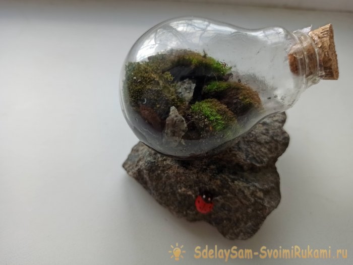 Как сделать террариум в лампочке Как сделать террариум в лампочке