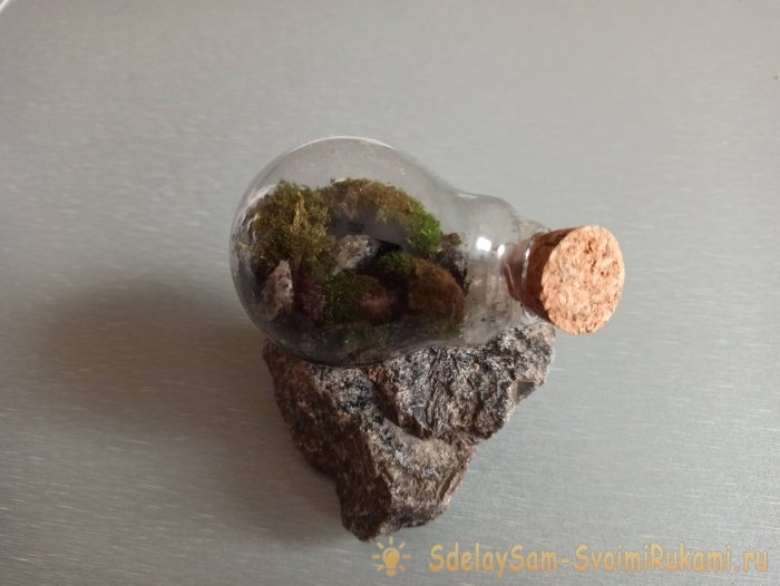 Как сделать террариум в лампочке Как сделать террариум в лампочке
