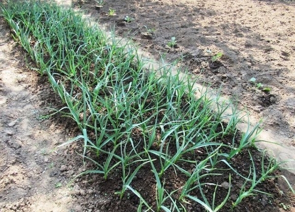 Как правильно ухаживать в апреле и мае 2023 года за озимым чесноком и луком Как правильно ухаживать в апреле и мае 2023 года за озимым чесноком и луком