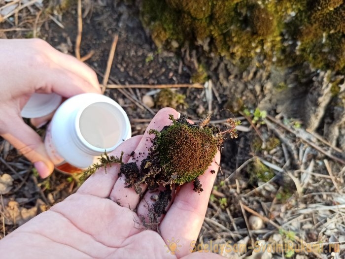 Как сделать террариум в лампочке Как сделать террариум в лампочке