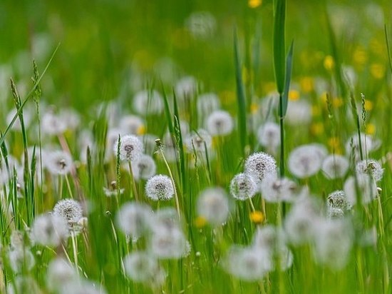 Растения общаются звуками, по громкости сопоставимыми с разговором, выяснили ученые