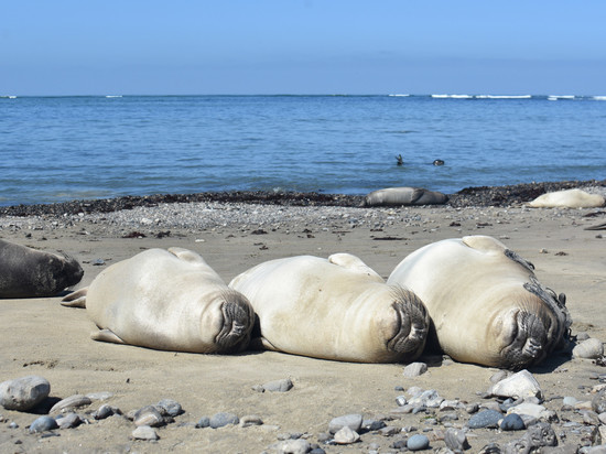 Российский биолог Лямин рассказал, как ученые разгадали сны морских слонов