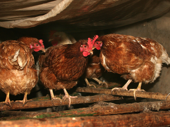 Защитить снесенные яйца от несушек помогут яйца-муляжи