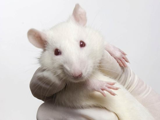 Российские ученые научились лечить травмы костей заморозкой