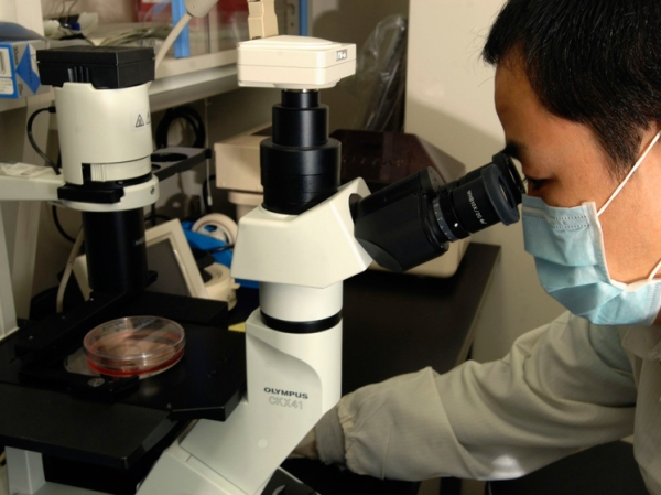 Названы последствия создания синтетических человеческих эмбрионов