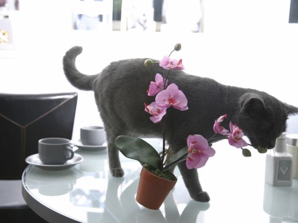 Умное устройство будет пугать и воспитывать домашних питомцев