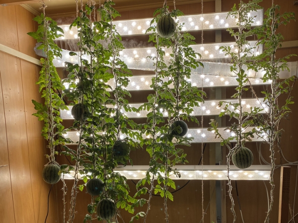 Александр Макаров объяснил, как на станции "Восток" в Антарктиде получилось вырастить арбузы