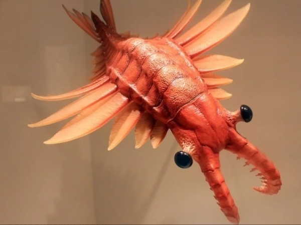Ученые пересмотрели взгляды на древнего креветкообразного хищника