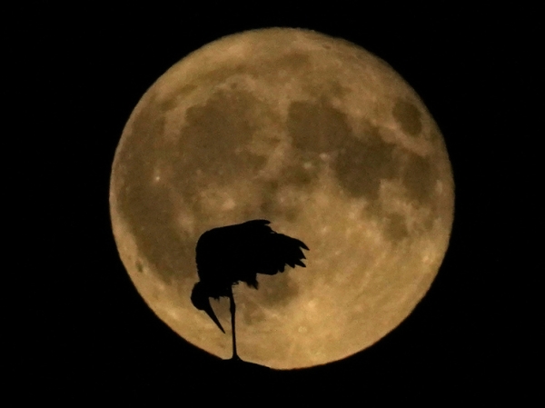 Астрономы рассказали, что можно и нужно смотреть на Луне в суперлуние