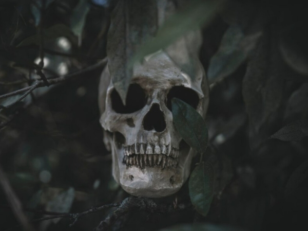 Найденный в Китае невиданный череп смутил ученых: «Новая ветвь генеалогического древа»